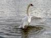 cygne