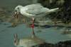 mouette