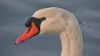 cygne