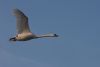 cygne