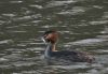 grebe