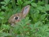 lapin