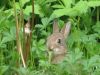 lapin