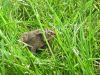 crapaud