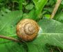 escargot de bourgogne