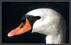 cygne