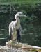 heron