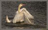 cygne