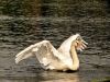 cygne