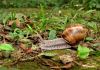 escargot