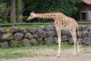 girafe