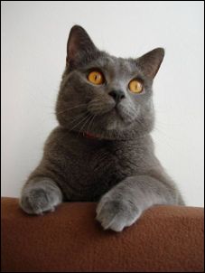 chartreux_2.jpg