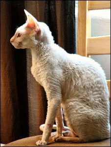 cornish_rex_1.JPG