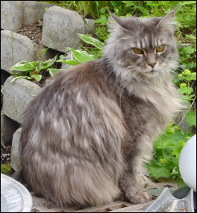 maine_coon_2.jpg