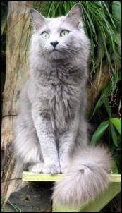 nebelung_2.jpg