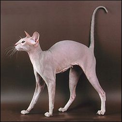 peterbald_2.jpg