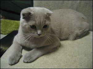 scottish_fold_2.jpg