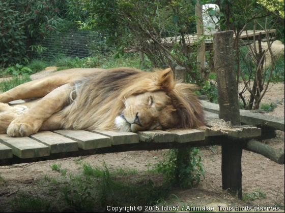 fait dodo - Photo de Animaux sauvages