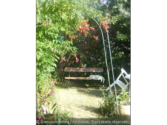 chat au jardin - Photo de Chats