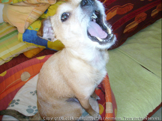 mais non c&#039;est un chien ! - Photo de Chiens