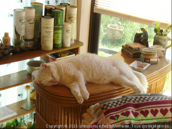 les désastres de l&#039;alcohol ! - Photo de Chats