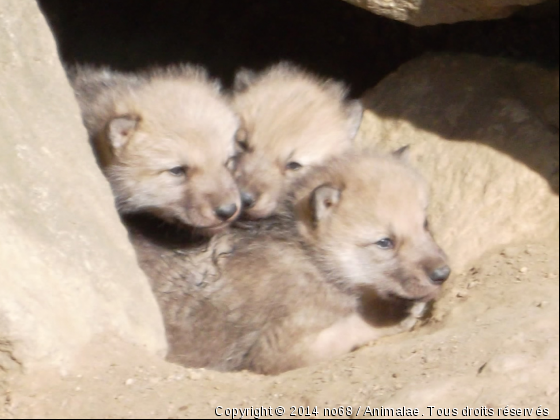 Bébé loups de l&#039; Arctique - Photo de Animaux sauvages