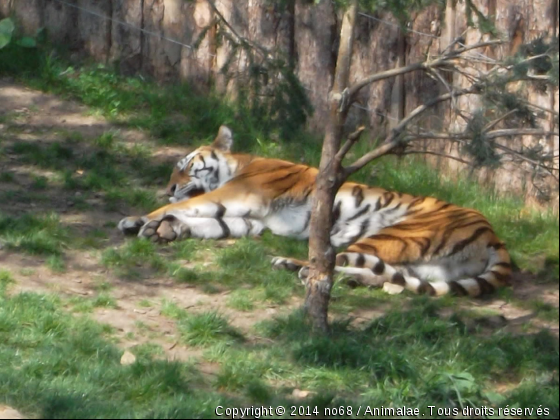 Toundra du Zoo d&#039; Amnéville - Photo de Animaux sauvages