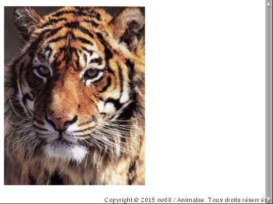 magnifique tigre - Photo de Animaux sauvages