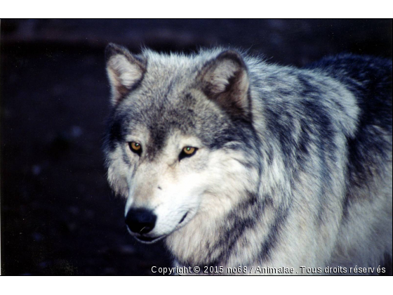 loups - Photo de Animaux sauvages