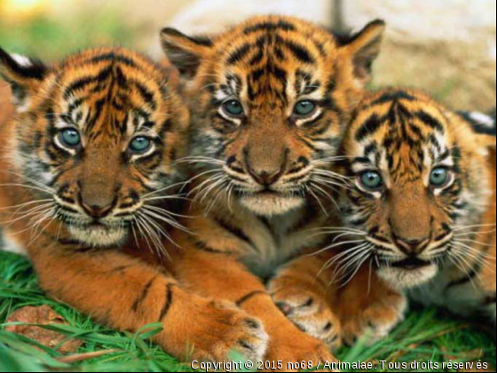 Le trios des bébés tigres - Photo de Animaux sauvages