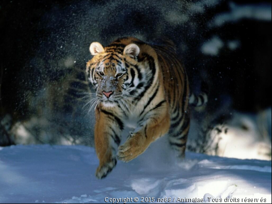 Tigre - Photo de Animaux sauvages