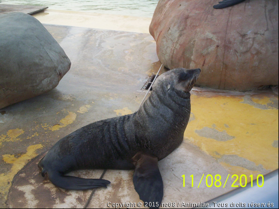 otarie du Marineland - Photo de Faune marine