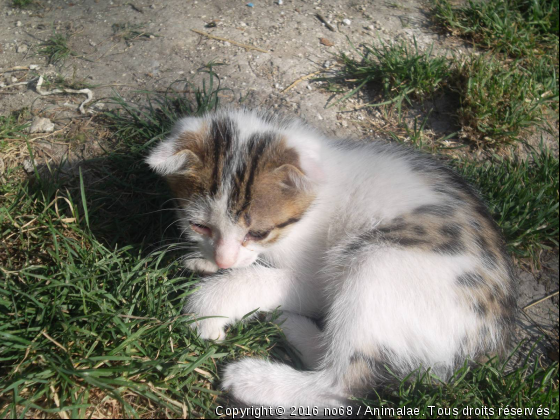 Chaton - Photo de Chats