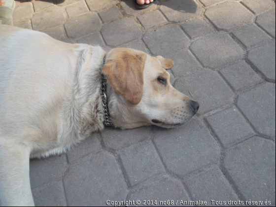 Cristal qui dort encore une fois mais dehors ce coup si - Photo de Chiens