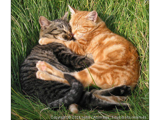 câlins entre deux chats - Photo de Chats