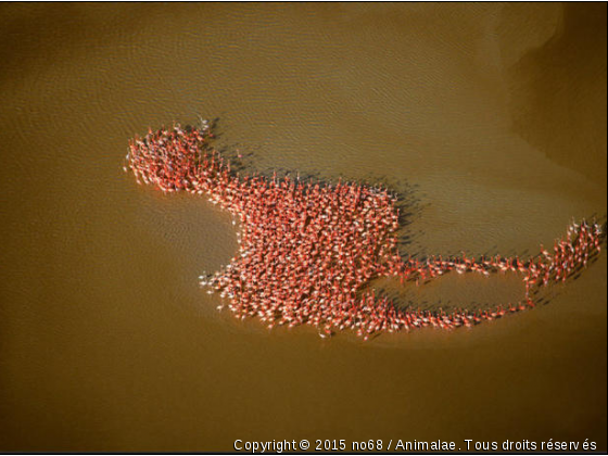 Flamants roses qui font un flamant rose - Photo de Oiseaux