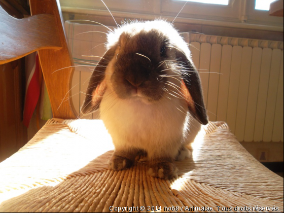 Happy - Photo de Rongeurs