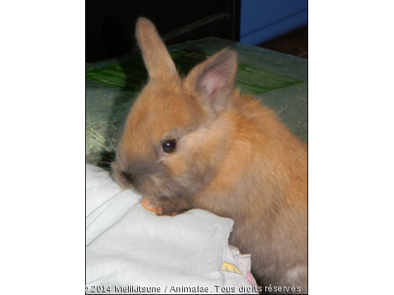 Bébé Vanille - Photo de Rongeurs