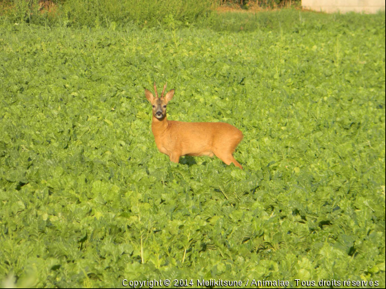 Chevreuil - Photo de Animaux sauvages