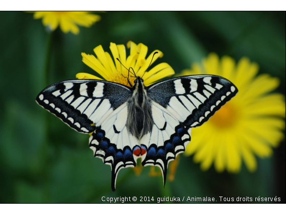 Majestueux ! - Photo de Microcosme