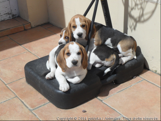 Mes bébés beagles en &quot;tas&quot; sous le panier de basket !!! - Photo de Chiens