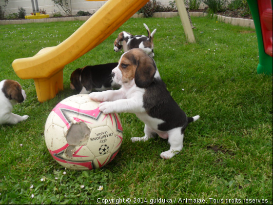 4 semaines seulement et déjà fan de ballon !... - Photo de Chiens