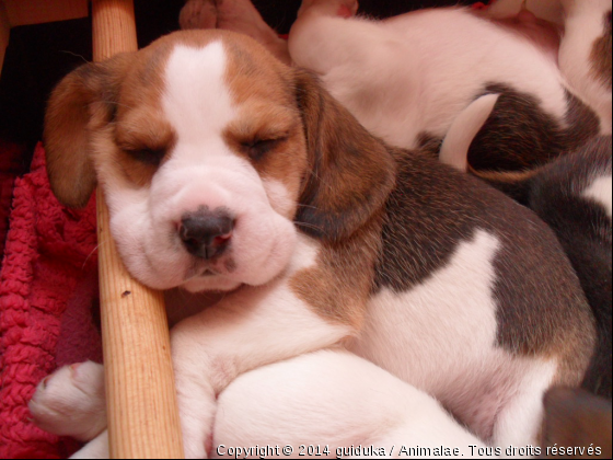 Une véritable peluche ! - Photo de Chiens