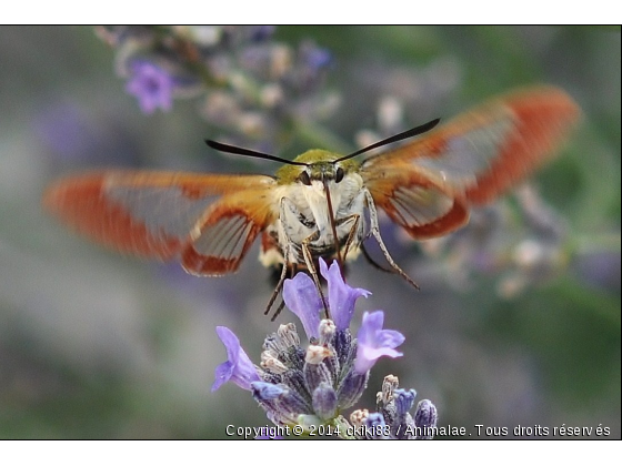 Sphinx sur lavandes - Photo de Microcosme