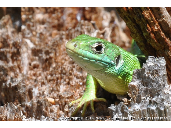 Lézard vert - Photo de Reptiles