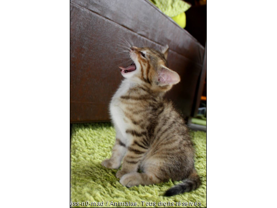 C&#039;est dur d&#039;être un chat ... - Photo de Chats