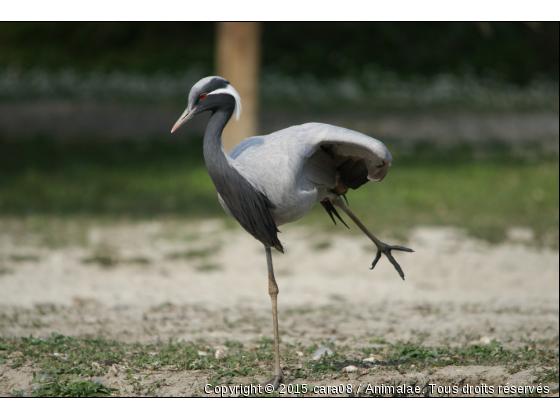 Une dernière danse - Photo de Oiseaux