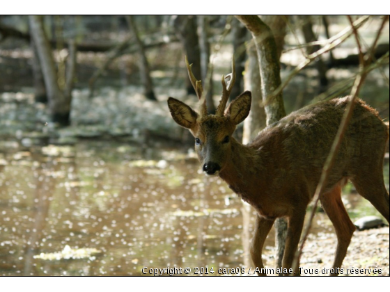 Houps! - Photo de Animaux sauvages