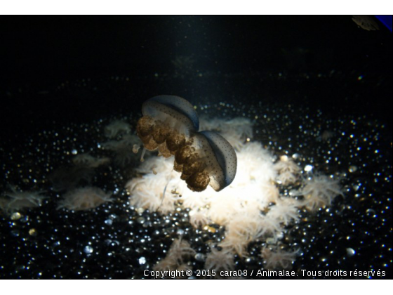 20 millieux sous les mers - Photo de Faune marine