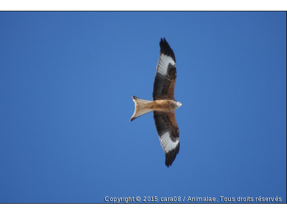 Dans les Pyrénées - Photo de Oiseaux